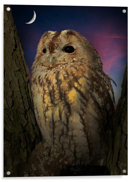 Tawny Owl Acrylic by Alison Chambers
