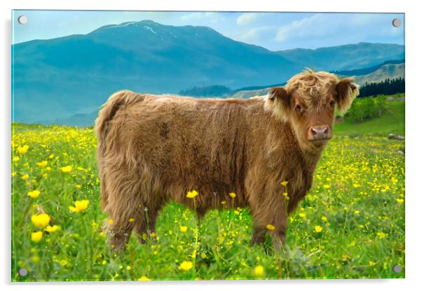 Highland Cow Calf Acrylic by Alison Chambers