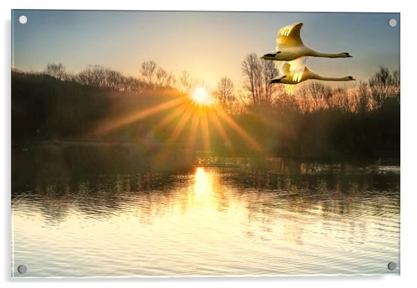 Flying Sunrise Swans Acrylic by Alison Chambers