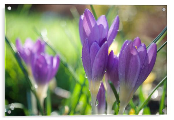 Spring Crocuses Acrylic by Alison Chambers