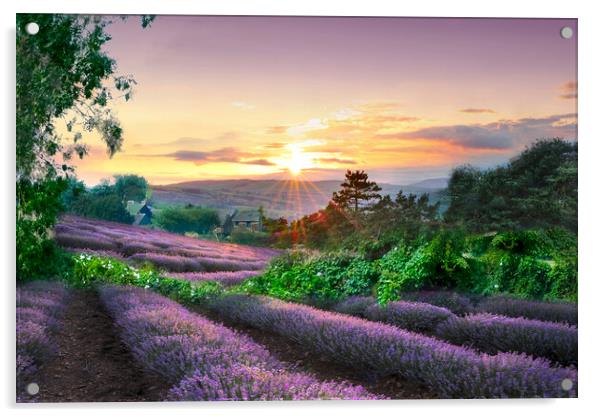 Yorkshire Lavender Fields Acrylic by Alison Chambers