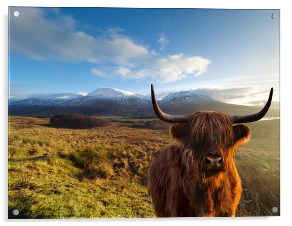 Highland Cow at Loch Tulla  Acrylic by Alison Chambers