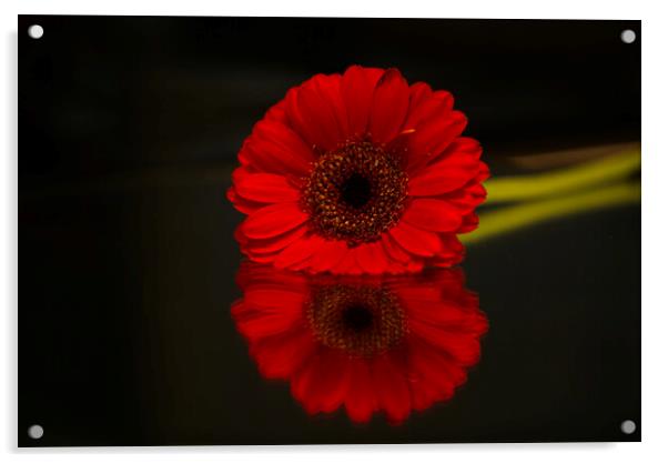Gerbera Flower Reflection Acrylic by Alison Chambers