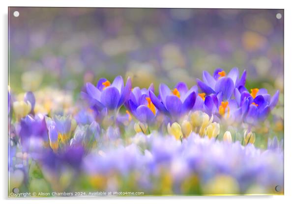 A Carpet of Crocuses Acrylic by Alison Chambers