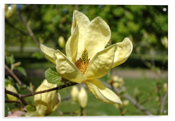 Magnolia Flower Acrylic by Alison Chambers