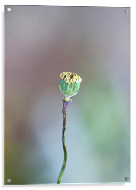 Poppy Seed Head Acrylic by Alison Chambers