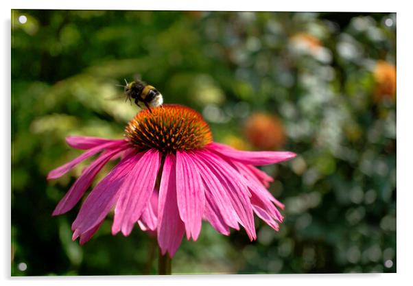 Bumblebee on Echinacea  Acrylic by Alison Chambers