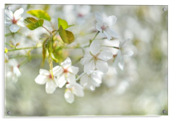 White Cherry Blossom Acrylic by Alison Chambers