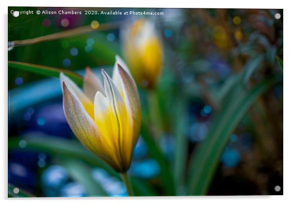 Botanical Tulip Acrylic by Alison Chambers