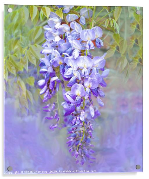 Wisteria  Acrylic by Alison Chambers