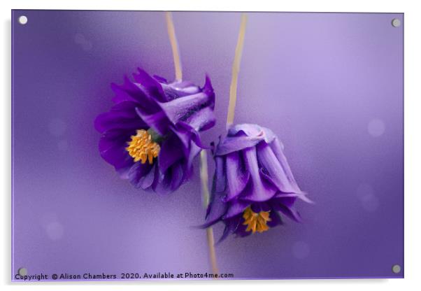 Purple Aquilegia Acrylic by Alison Chambers
