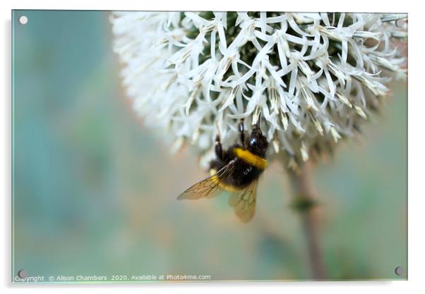 Bumble Bee on Flower Acrylic by Alison Chambers