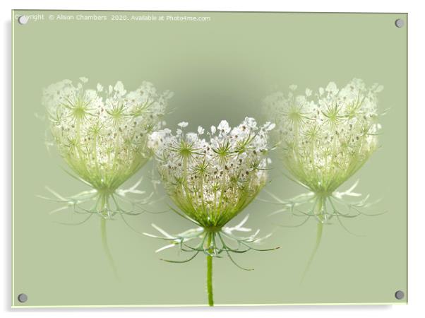 Queen Anne's Lace Acrylic by Alison Chambers