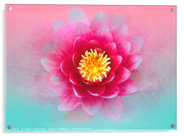 Lotus Flower Acrylic by Alison Chambers