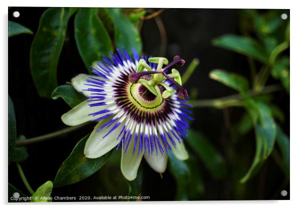 Passion Flower Acrylic by Alison Chambers