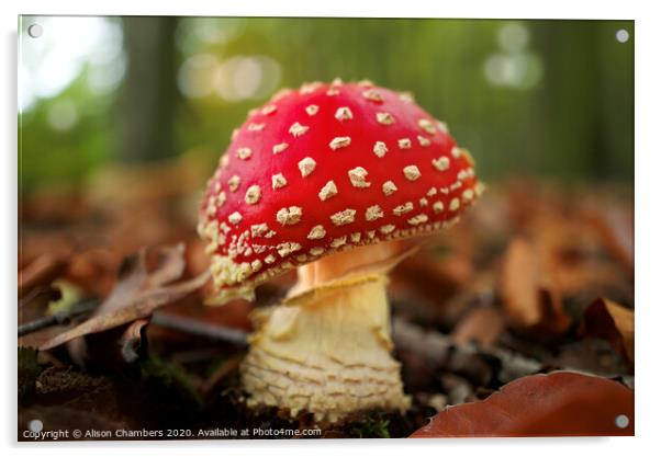 Fly Agaric Acrylic by Alison Chambers