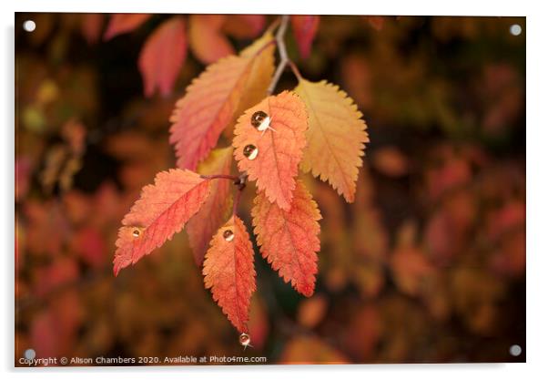 Autumn Raindrops  Acrylic by Alison Chambers
