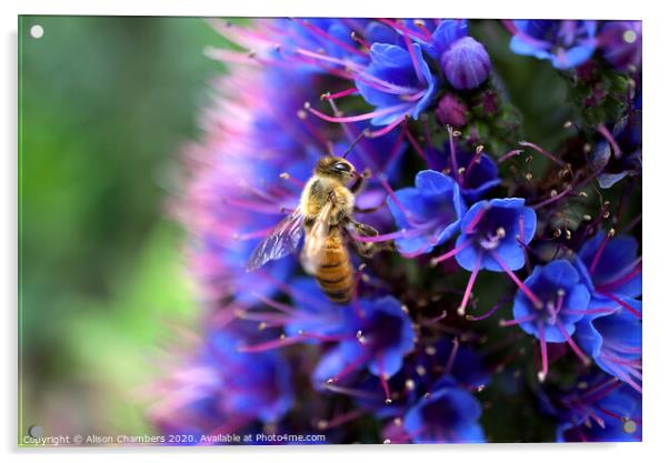 Bee On Echium Acrylic by Alison Chambers