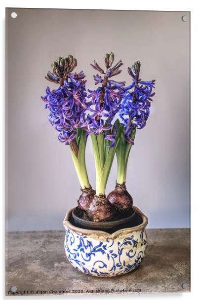 Bowl of Hyacinths  Acrylic by Alison Chambers