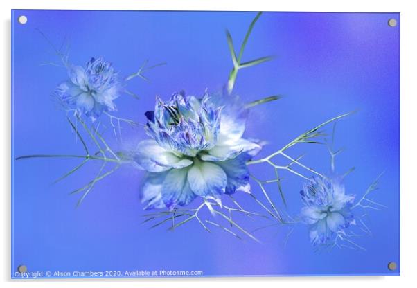 Love-in-a-Mist Acrylic by Alison Chambers