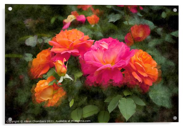 Rosa Floribunda Acrylic by Alison Chambers