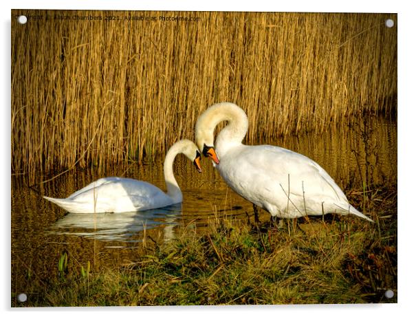 Swans in Love Acrylic by Alison Chambers