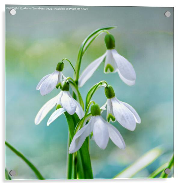 Pretty Snowdrops Acrylic by Alison Chambers