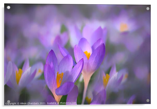 Crocus Glow Acrylic by Alison Chambers