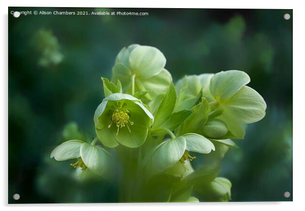 Green Hellebores  Acrylic by Alison Chambers
