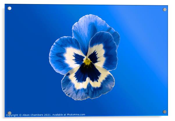  Blue Pansy Acrylic by Alison Chambers