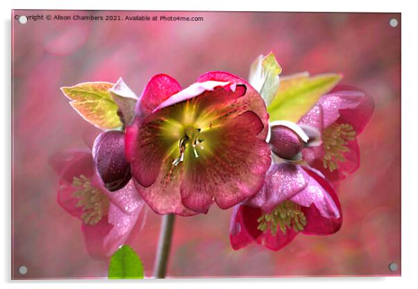 Sparkling  Hellebores Acrylic by Alison Chambers