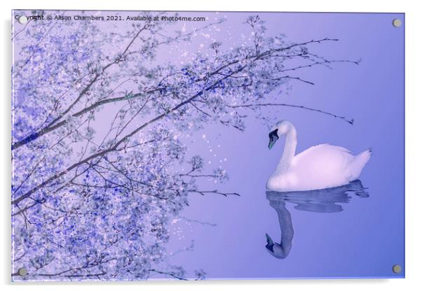 Blossom Swan Acrylic by Alison Chambers
