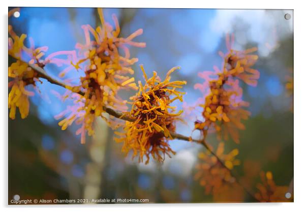 Witch Hazel Flowers Acrylic by Alison Chambers