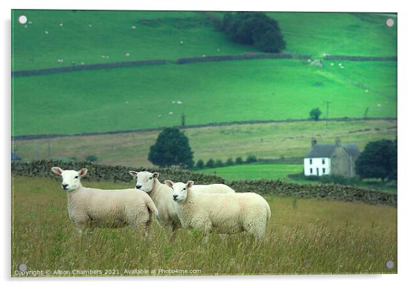 We Three Sheep Of Staffordshire Are Acrylic by Alison Chambers