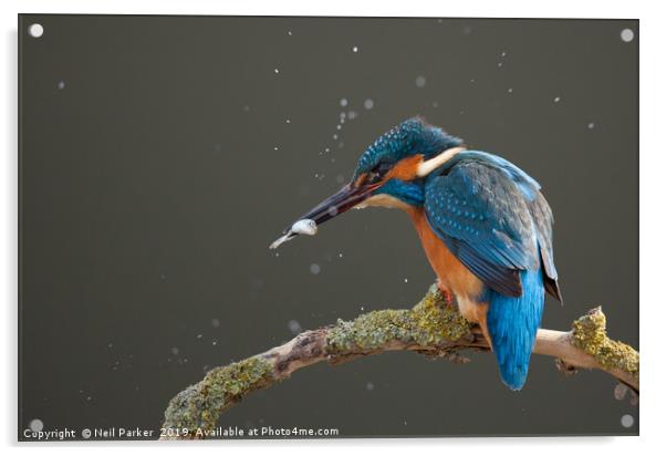 Kingfisher Acrylic by Neil Parker