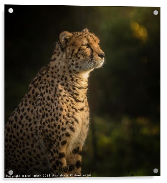 Cheetah Portrait Serengeti Acrylic by Neil Parker