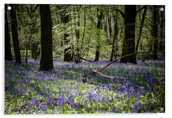 Bluebell wood Acrylic by Neil Parker