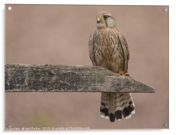 Female Kestrel  Acrylic by Neil Parker