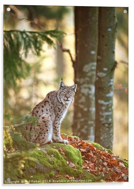 Eurasian Lynx Acrylic by Neil Parker