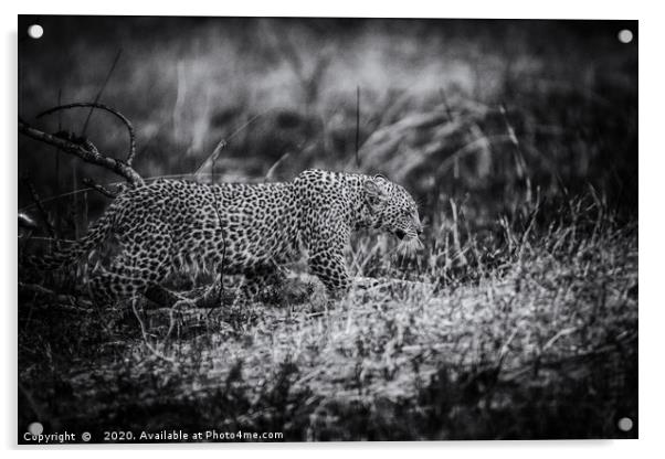 Stealth, a Young Leopard in Kenya Acrylic by Neil Parker