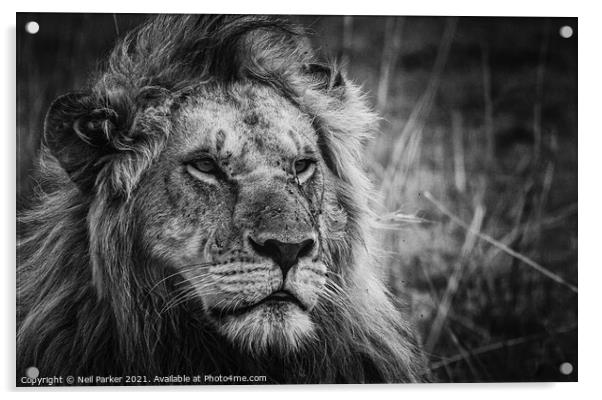 Lion King Acrylic by Neil Parker