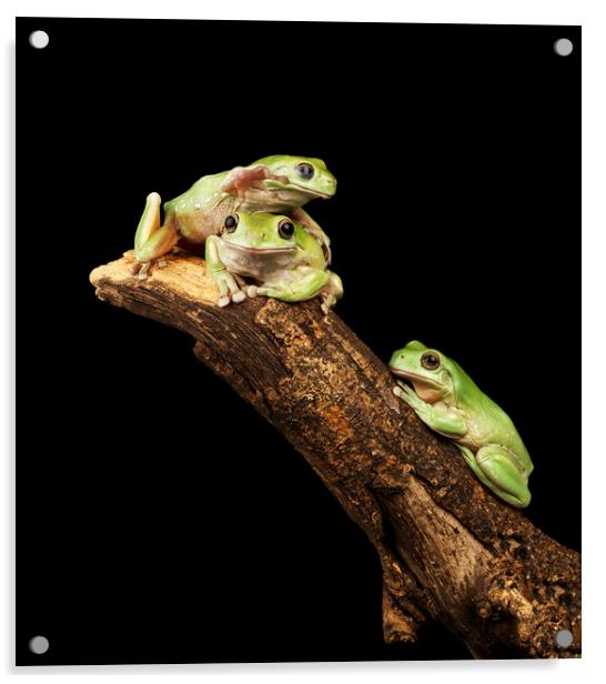 Three Tree Frogs Acrylic by Ian Homewood