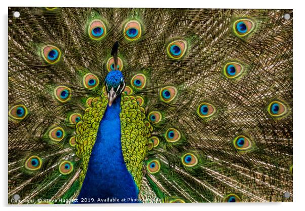Peacock Showing Off  Acrylic by Steve Huggett