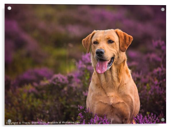 Labrador in the Heather Acrylic by Tracey Smith