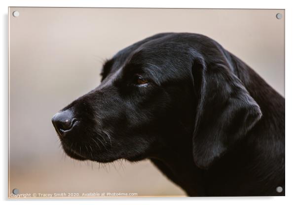 A Close up Portrait of a Labrador Acrylic by Tracey Smith