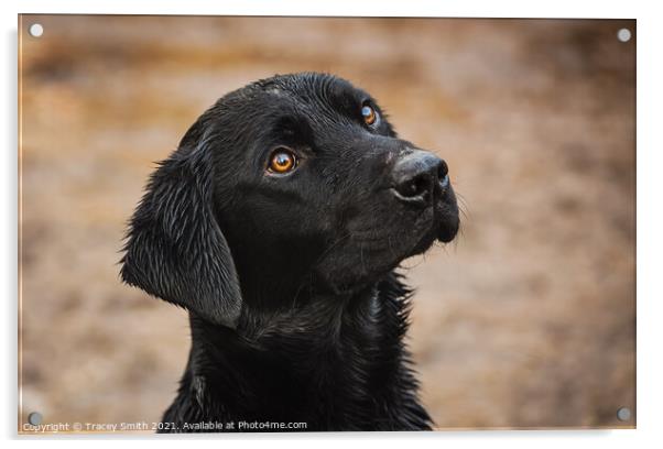 The Faithful Labrador Dog Acrylic by Tracey Smith