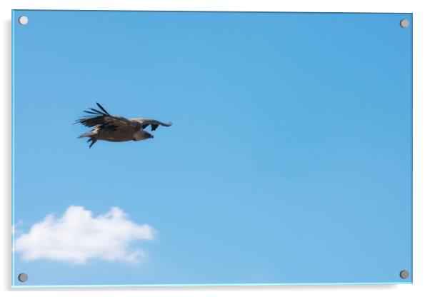 griffon vulture flying over the blue sky Acrylic by David Galindo