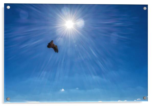 griffon vulture flying in front of a radiant sun in the blue sky Acrylic by David Galindo