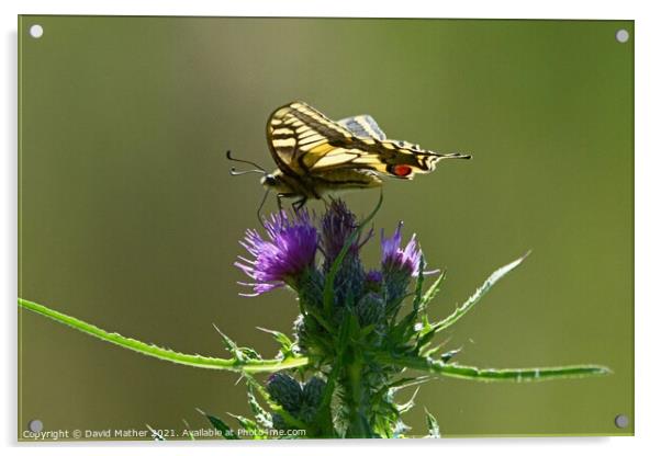 Papilio machaon, Swallowtail butterfly, Norfolk, UK Acrylic by David Mather