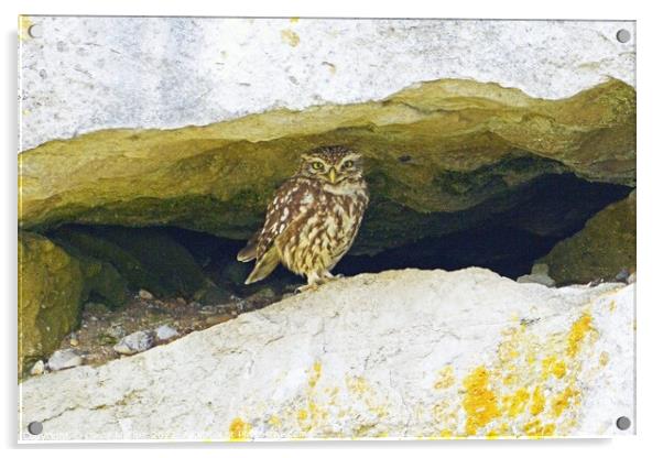 Little Owl, Dorset, UK Acrylic by David Mather